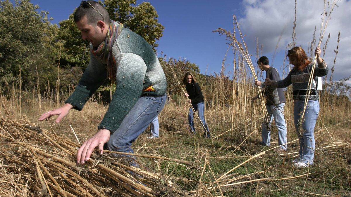 www.diariodesevilla.es