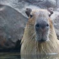 Capybara