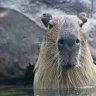Capybara