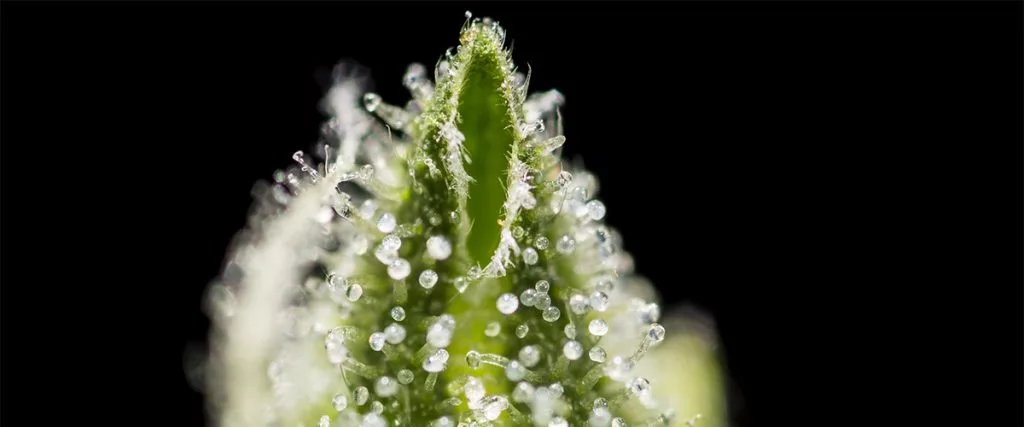 www.cannabisglobalconsultants.com