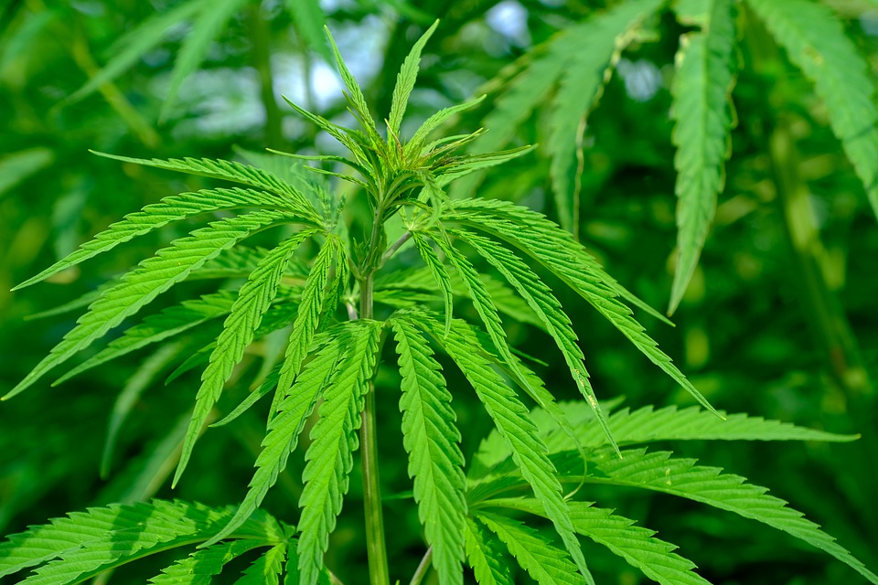 www.agropopular.com